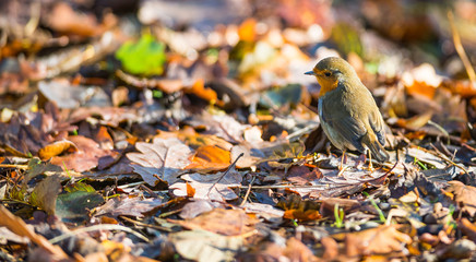 little red robin bird standing on an autumn leaf ground