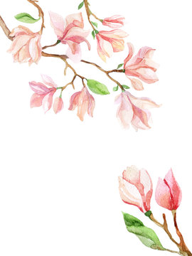 magnolia watercolor