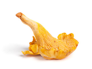 Single chanterelle mushroom