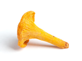 Single chanterelle mushroom