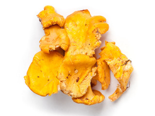 Group of chanterelle mushrooms