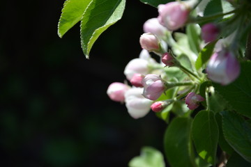 Цветная яблонька