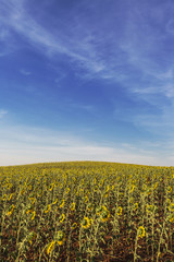 Sunflower field. Cuenca, Castilla-La Mancha, Spain, Europe.