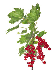 red currants on isolated green branch