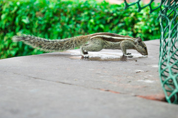 Squirrel in ground