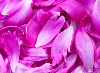 peony petals pile