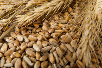 Grains of wheat in closeup view