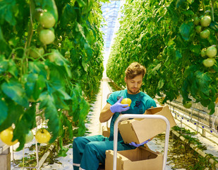 Naklejka na ściany i meble Young attractive man harvesting tomatoes in greenhouse