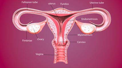  3d render Female reproductive system
