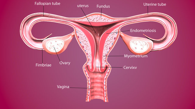  3d render Female reproductive system