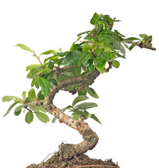 small bonsai green tree in soil