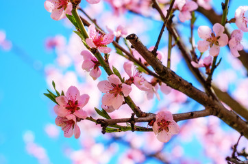 Blooming cherry tree branches against a cloudy blue sky