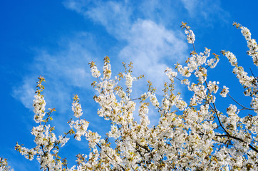 spring blossom against blue sky