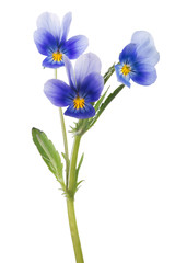 three pansy blue blooms on green stem