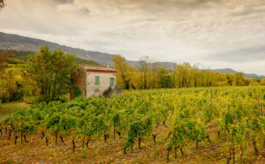Fototapeta na wymiar Vineyards in french countryside, Drome, Clairette de Die