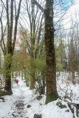 Paisaje invernal