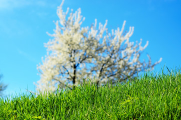 spring blossom against blue sky ,blurry