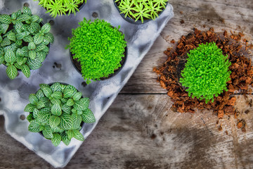 Planting a few trees, energy living concept and save the earth idea