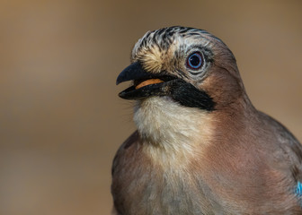 Eurasian Jay with a nut in its beak