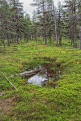 Landscape northern FInland