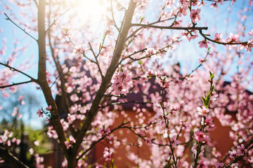 Blooming cherry tree branches against a cloudy blue sky