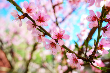Fototapeta na wymiar Blooming cherry tree branches against a cloudy blue sky