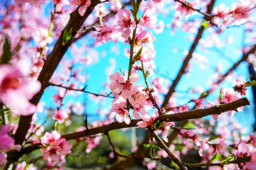 Blooming cherry tree branches against a cloudy blue sky