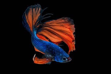 Fototapeta premium Rhythmic of Betta fish, siamese fighting fish,isolated on black