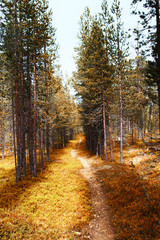 Fototapeta premium Landscape northern FInland