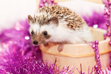 A cute little hedgehog - ( African white- bellied hedgehog )