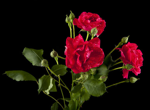 red roses in drops of water