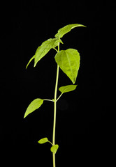 plant with green leaves