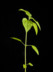 Fototapeta na wymiar plant with green leaves