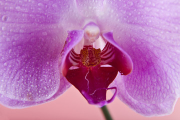 Orchid flowers on the water drops