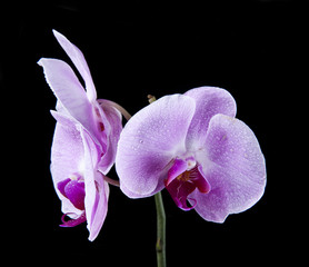 Fototapeta na wymiar Orchid flowers on the water drops
