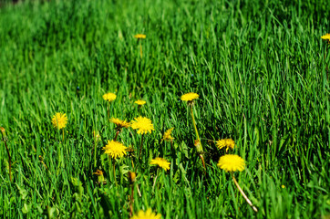 Yellow dandelion and grass on a spring day