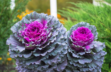Purple and green decorative cabbage, ornamental cabbage plants. Top view on flowering ornamental...