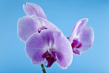 Orchid flowers in the water droplets