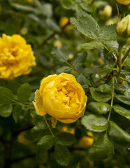 yellow roses