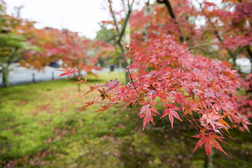 Japanese style garden in fall.