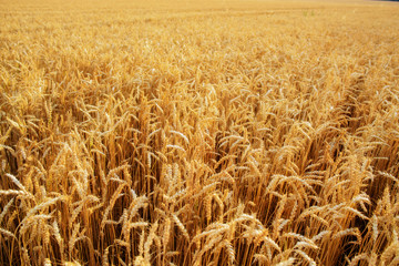 Wheat Field