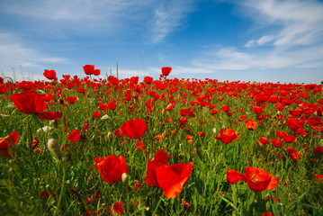 Wide meadow with rep poppies