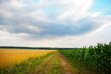 cloudy sky over golden field. rain before