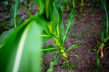 corn field close-up