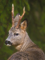 Roe deer (Capreolus capreolus).