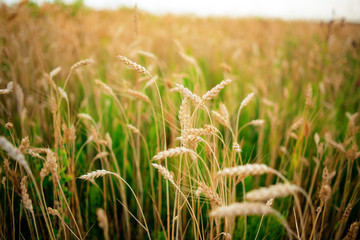 Gold wheat field and blue sky
