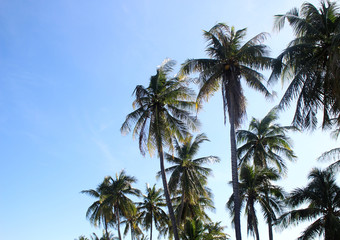 Fototapeta na wymiar branch palm leaf trees on the cloud blue sky with beautiful suns