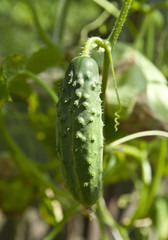 young cucumber