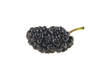 mulberry
