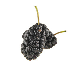 mulberry
